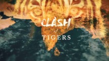 Схватка тигров / Clash of Tigers (2018)