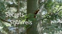 Беличьи секреты / Secrets of Squirrels (2018)