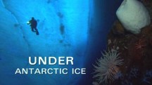 Природа: Антарктика. Подо льдом (Антарктида. Подводный мир) / Nature: Under Antarctic Ice (2001)