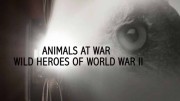 Животные на войне. Дикие герои Второй мировой 1 серия / Animals at War, Wild Heroes of World War II (2019)