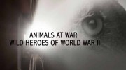 Животные на войне. Дикие герои Второй мировой 2 серия / Animals at War, Wild Heroes of World War II (2019)