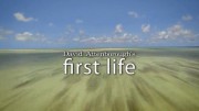 Истоки жизни / First Life (2010)