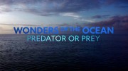 Чудеса океана 2 серия. Хищник или жертва / Wonders of The Ocean (2019)