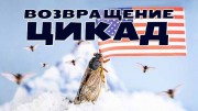 Возвращение цикад (2021)