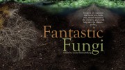 Фантастические Грибы / Fantastic Fungi (2019)