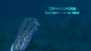 Цефалоподы - покорители морей / Céphalopodes: le règne des ventouses (2021)