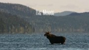 Сказание о лосе / The Moose Movie (2020)