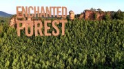 Зачарованный лес / Enchanted Forest (2020)