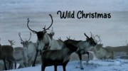 Животные-символы Рождества / Wild Christmas (2020)