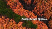 История дикой природы 2 серия. Потерянная земля тигров и леопардов / History of the Wild (2020)