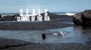 Тюлени - морские акробаты / Seals - Clowns of the Sea (2021)