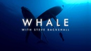 Китообразные со Стивом Бэкшоллом (все серии) / Whale with Steve Backshall (2023)
